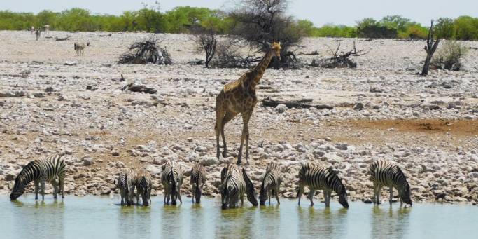 Etosha National Park watering hole | Namibia | Africa