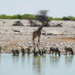 Etosha National Park watering hole | Namibia | Africa