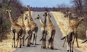 Falls Matobo and Kruger Accommodated - giraffes in Kruger