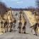 Herd of giraffe in Kruger National Park | South Africa