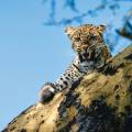 Leopard staring majestically at the camera in Kruger National Park