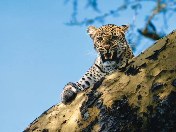 Leopard staring majestically at the camera in Kruger National Park