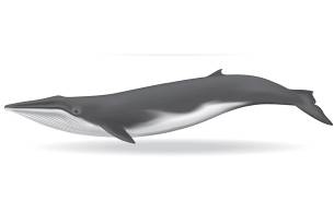 Fin whale illustration - On The Go Tours