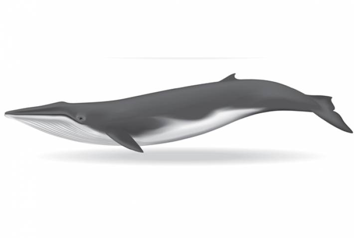 Fin whale illustration - On The Go Tours