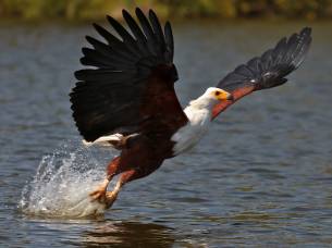 Fish eagle - Kwandwe