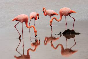 Flamingos - Galapagos Wildlife Calendar - On The Go Tours