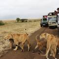 Family of elephants walking across the road in front of a jeep in the Serengeti National Park