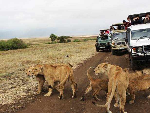 Family of elephants walking across the road in front of a jeep in the Serengeti National Park
