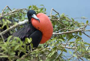 Frigate bird - Galapagos Wildlife Calendar - On The Go Tours