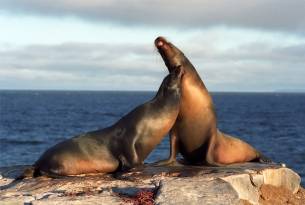 Fur seals - Galapagos Wildlife Calendar - On The Go Tours
