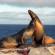 Fur seals - Galapagos Wildlife Calendar - On The Go Tours