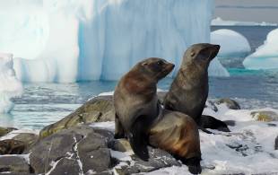 Fur seals on Adelaide Island - Antarctica Expedition Cruises - On The Go Tours