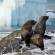 Fur seals on Adelaide Island | Antarctica