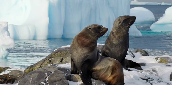 Fur seals on Adelaide Island | Antarctica