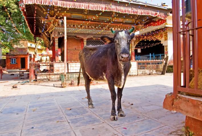Gai Jatra cow festival - Nepal - On The Go Tours