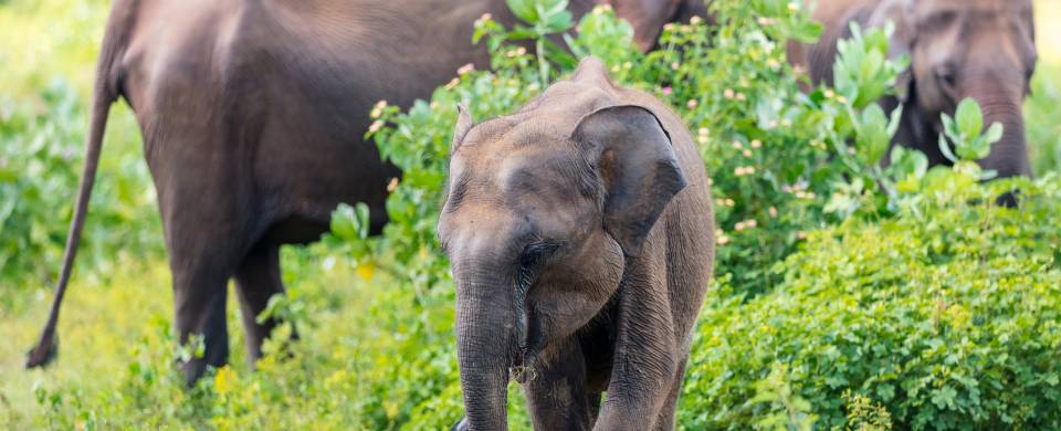 Elephants in Sri Lanka