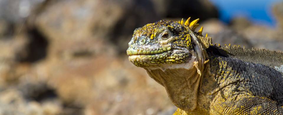 Marine iguana on a rock on the Galapagos Islands