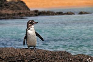 Galapagos Penguin - Galapagos Wildlife Calendar - On The Go Tours
