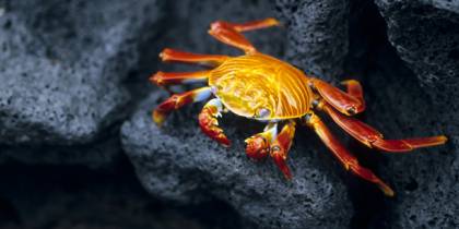 Galapagos Sally Lightfoot crab - Galapagos Wildlife Calendar - On The Go Tours