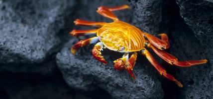 Galapagos Sally Lightfoot crab - Galapagos Wildlife Calendar - On The Go Tours