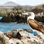 The Galapagos Islands | Ecuador | South America