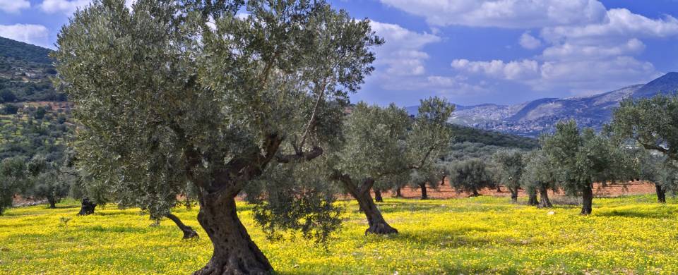 Slanted trees in the olive groves of Galilee