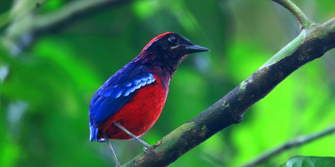 Garnet Pitta in Taman Negara National Park, Malaysia