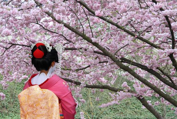 Geisha underneath cherry blossom - Japan - On The Go Tours
