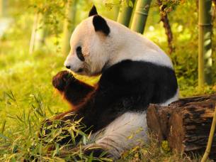 Giant Panda sitting on forest ground - China Tours - On The Go Tours