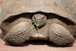 Giant tortoise - Galapagos Wildlife Calendar - On The Go Tours