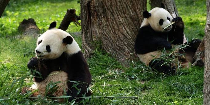 Giant Pandas | China