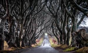 Giant's Causeway & Derry main image - Dark hedges