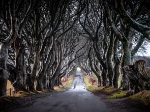 Giant's Causeway & Derry main image - Dark hedges