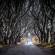 Giant's Causeway & Derry main image - Dark hedges