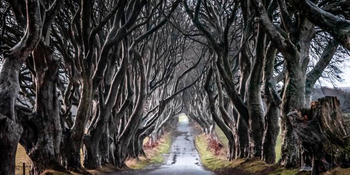 Dark Hedges | Northern Ireland