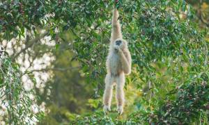 Gibbon - Khao yainational park - thailand