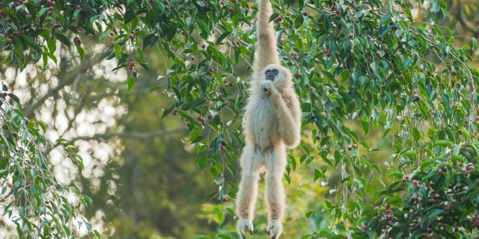 Gibbon - Khao yainational park - thailand