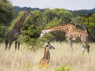 Giraffe Calf with Parents in the Mabalingwe Nature Reserve