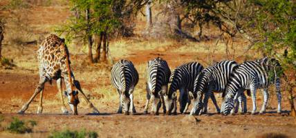 Giraffe and zebra at water hole - On The Go Tours