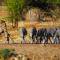 Giraffe and zebra at water hole - On The Go Tours