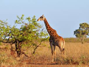 Giraffe grazing - Africa Overland Safaris - Africa Lodge Safaris - Africa Tours - On The Go Tours
