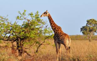 Giraffe grazing - Africa Overland Safaris - Africa Lodge Safaris - Africa Tours - On The Go Tours