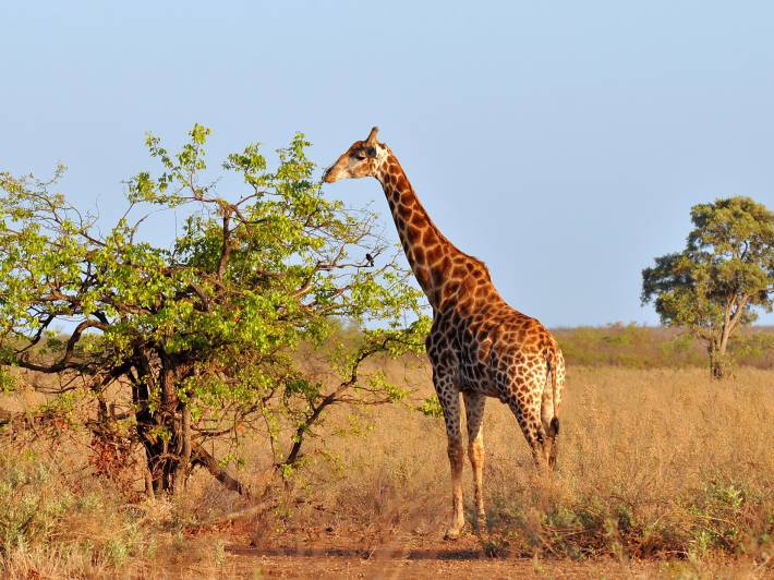 Giraffe grazing - Africa Overland Safaris - Africa Lodge Safaris - Africa Tours - On The Go Tours