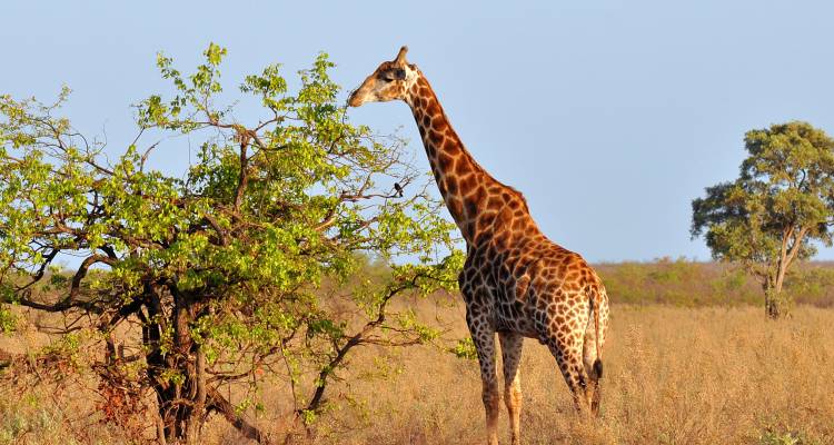 Kenya Wildlife Week - 7 days