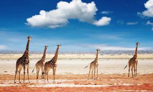 Giraffe in Etosha National Park Namibia - Africa 2019 brochure cover - On The Go Tours