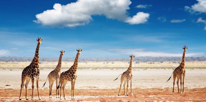 A small herd of giraffe | Etosha National Park | Namibia 