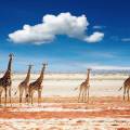 Gemsbok standing at a water hole at Etosha National Park