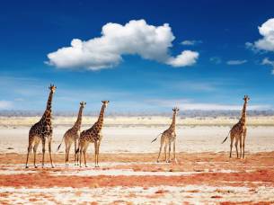 Giraffe in Etosha National Park Namibia - Africa 2019 brochure cover - On The Go Tours