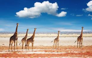 Giraffe in Etosha National Park Namibia - Africa 2019 brochure cover - On The Go Tours