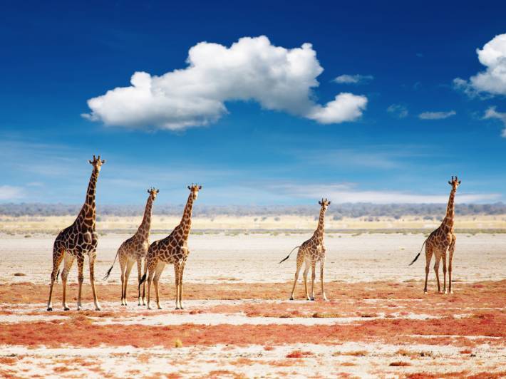 Giraffe in Etosha National Park Namibia - Africa 2019 brochure cover - On The Go Tours